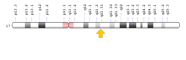 Image result for d) Chromosome location and gene coordinates for BRCA2
