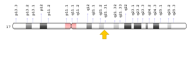 Image result for d) Chromosome location and gene coordinates for BRCA2