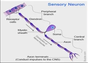 C:\Users\rabi\Desktop\SENSORY.png