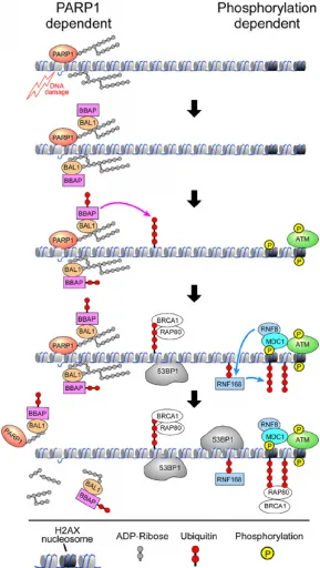 https://www.researchgate.net/profile/Qingsheng_Yan/publication/233892777/figure/fig9/AS:300060001751052@1448551287578/Early-recruitment-of-RAP80-BRCA1-to-DNA-damage-sites-requires-PARP1-BAL1-and-BBAP.png