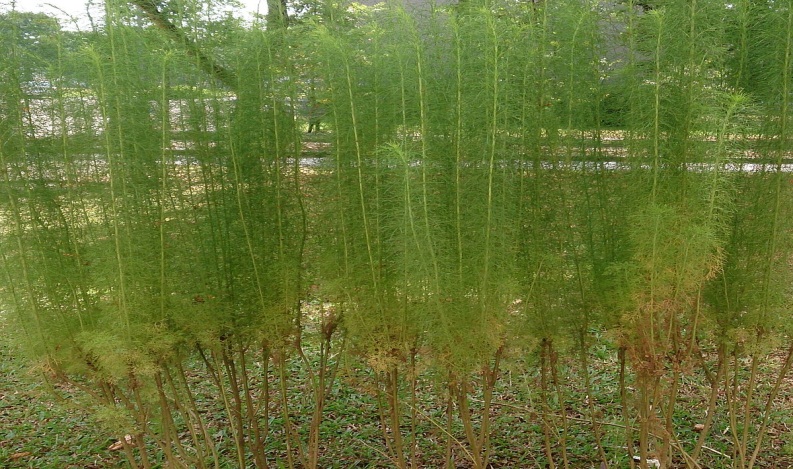 Image result for artemisia scoparia