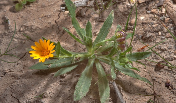 Image result for calendula arvensis kuwait plant