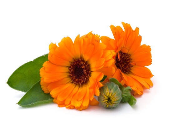 Image result for calendula persia kuwait flower