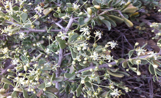 Image result for nitraria retusa kuwait flower