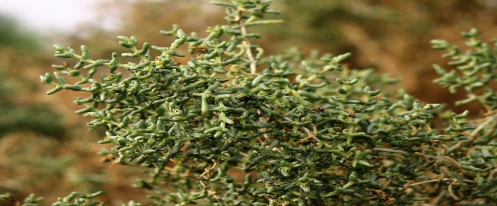 Image result for seidlitzia rosmarinus kuwait plant