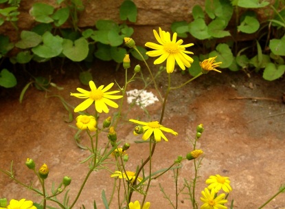 Image result for Senecio Glaucus kuwait flowers