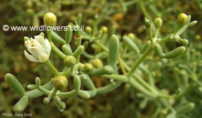 Image result for zygophyllum coccineum plant
