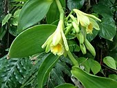 https://upload.wikimedia.org/wikipedia/commons/thumb/0/0f/Vanilla_planifolia_%286998639597%29.jpg/170px-Vanilla_planifolia_%286998639597%29.jpg