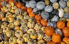 Various sizes, shapes, and colors of Cucurbita