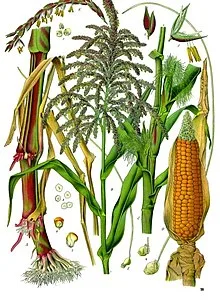 Zea mays - Köhler–s Medizinal-Pflanzen-283.jpg