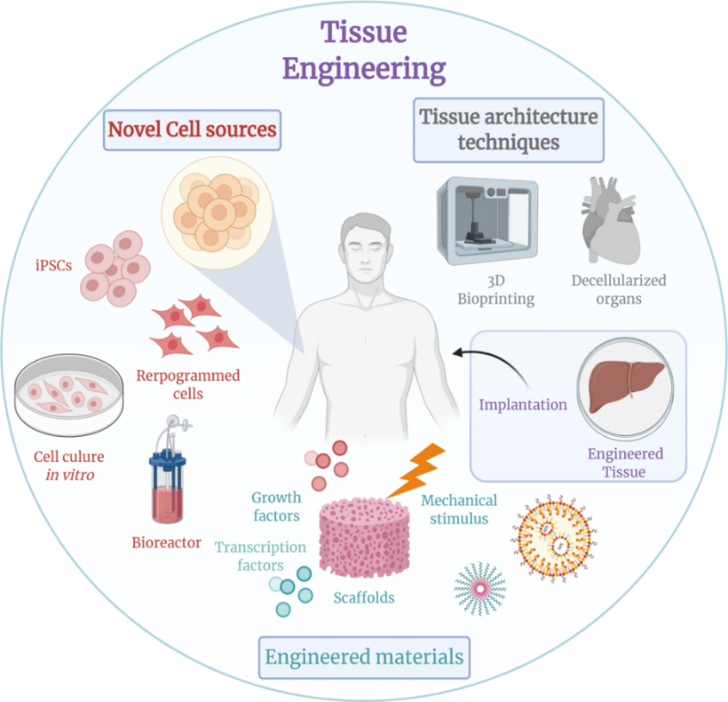 Classification of tissue engineering