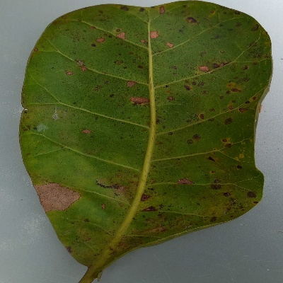 Crop Leaf Disease Detection Using VersaNet and Semantic Segmentation 19 Figure 17: Images of Original, Preprocessed and the Segmented