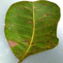 Crop Leaf Disease Detection Using VersaNet and Semantic Segmentation 20 Figure 17: Images of Original, Preprocessed and the Segmented