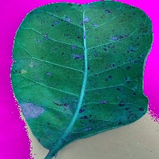 Crop Leaf Disease Detection Using VersaNet and Semantic Segmentation 21 Figure 17: Images of Original, Preprocessed and the Segmented