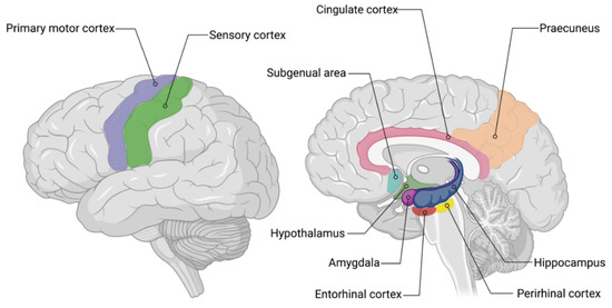 Figure 1: Areas impacted by AD [26]