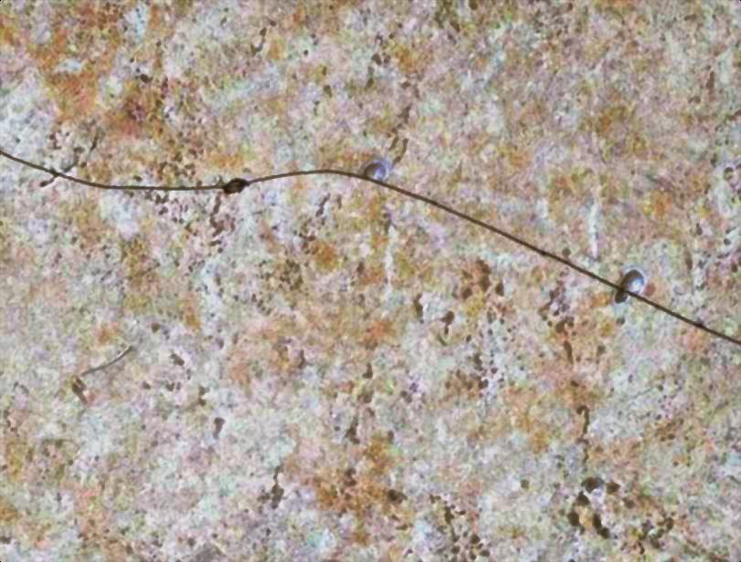 Original research figure from the supplied manuscript