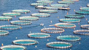 Fig.1.1 Operations of industrial finfish aquaculture