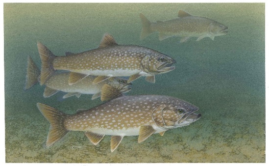 Fig.1. 4 lake fishes