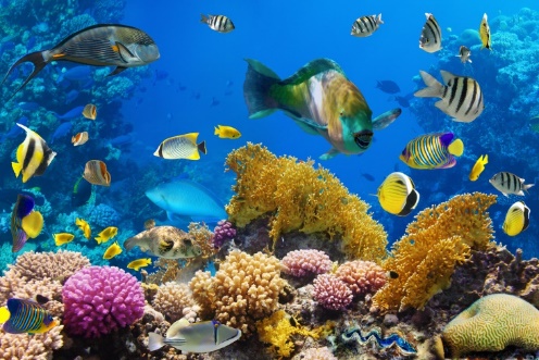 Fig.1. 5 Coral reef fishes