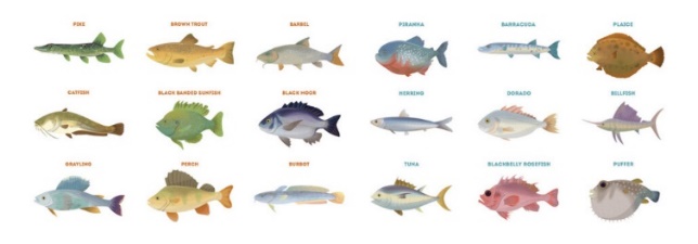 Fig.1.6 Freshwater fishes