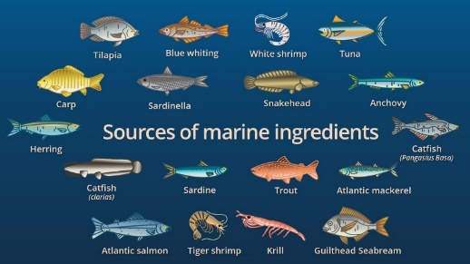 Fig.1. 7 Marine water fishes