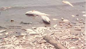 Fig.1. 8 Human Effects on Fish