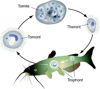 Fig.1.9 Life cycle of the pathogenic ciliate Ichthyophthirius multifiliis