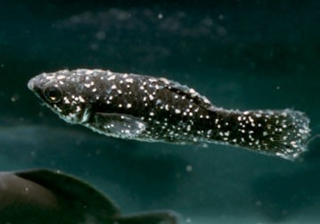 Fig.1.10 Infected fish with White Spot Disease