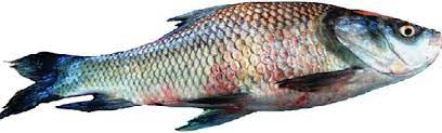 Fig.1.11 Fish affected by the A. baumannii