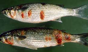 Fig.1.12 Fish infection by the disease Red spot