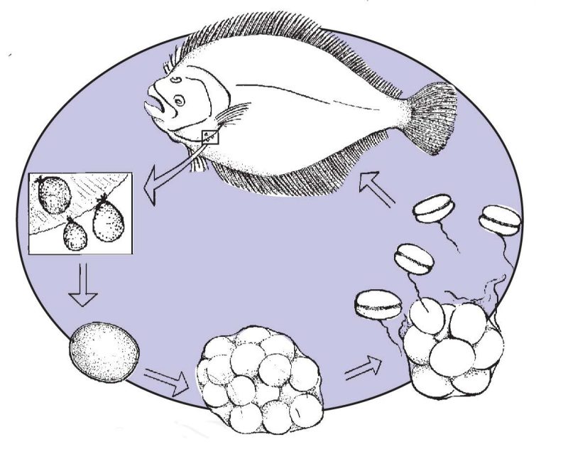 Fig.1.13 Life cycle of Amyloodinium ocellatum