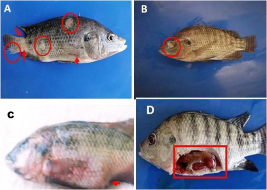 Fig.1.14 Phenotypic and molecular characterization of the causative agents of edwardsiellosis in fish