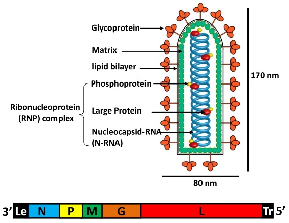 Fig.1.15 Structure of Rhabdoviridae