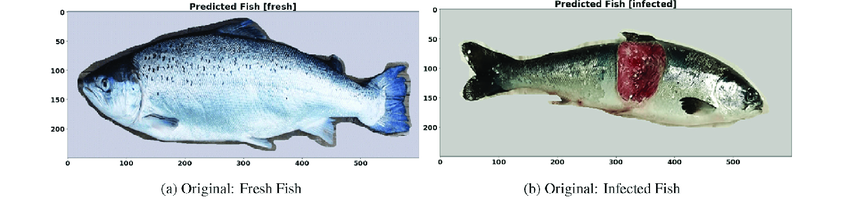 Fig.1.21 Infected fish identified using SVM technique