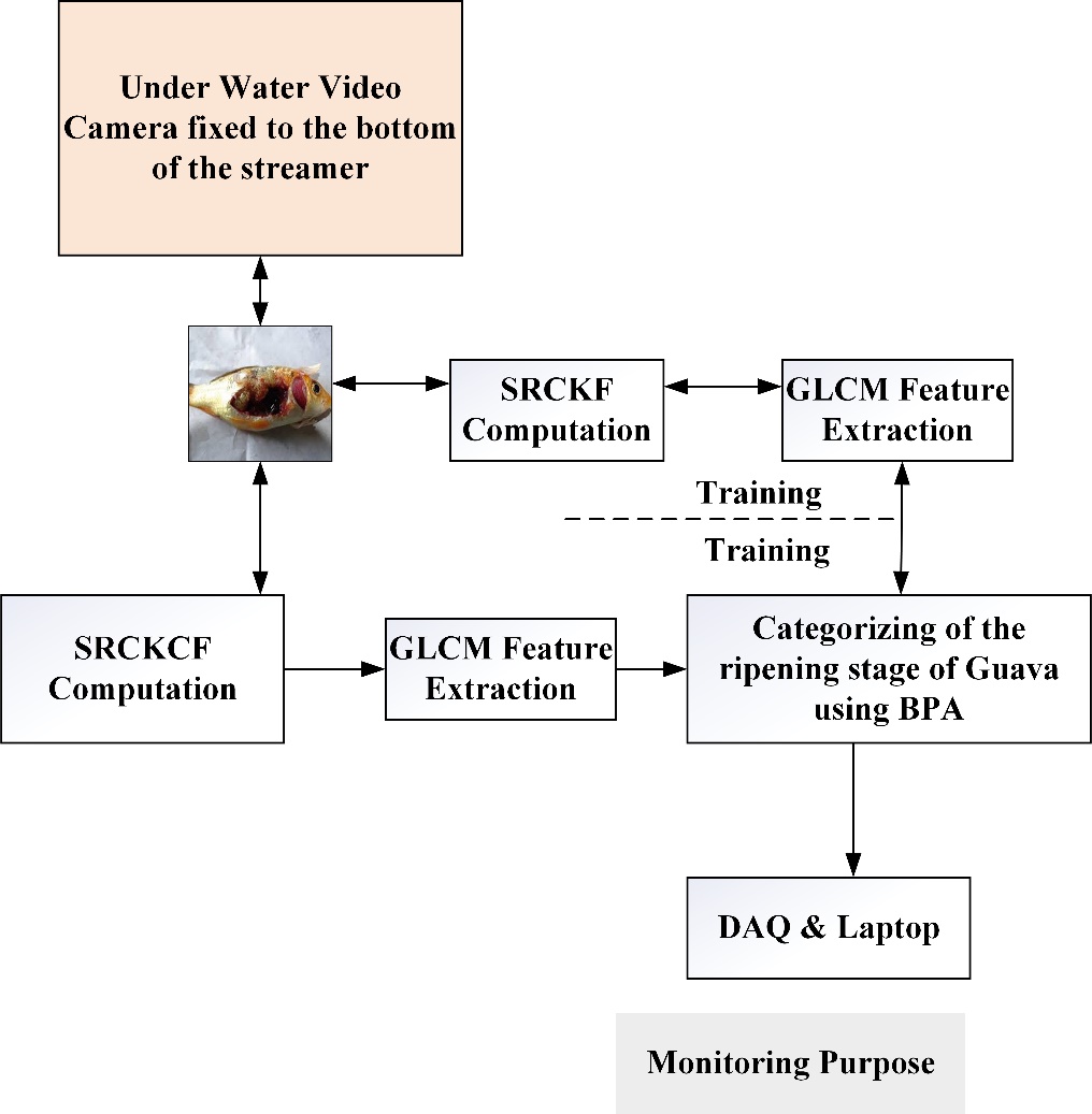 Fig4.4 EUS detection in fishes submerged in water