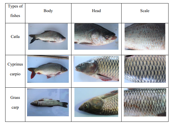 Fig.6.3 Input Sample images