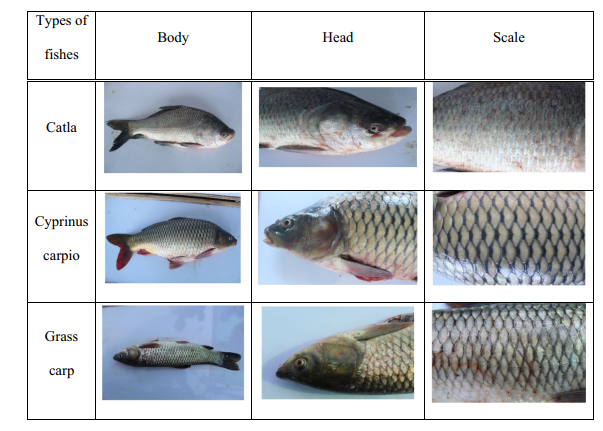 Fig.6.4 Pre-processed images