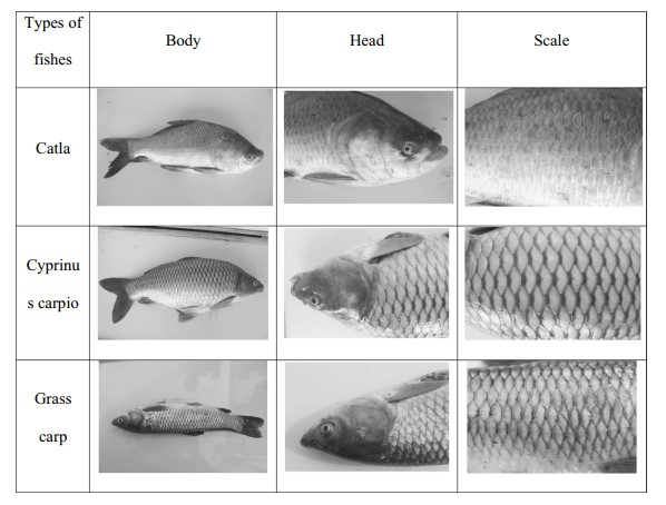 Fig.6.5 GLCM images