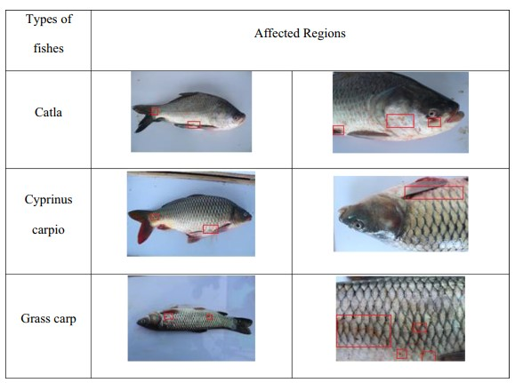 Fig.6.6 Output images